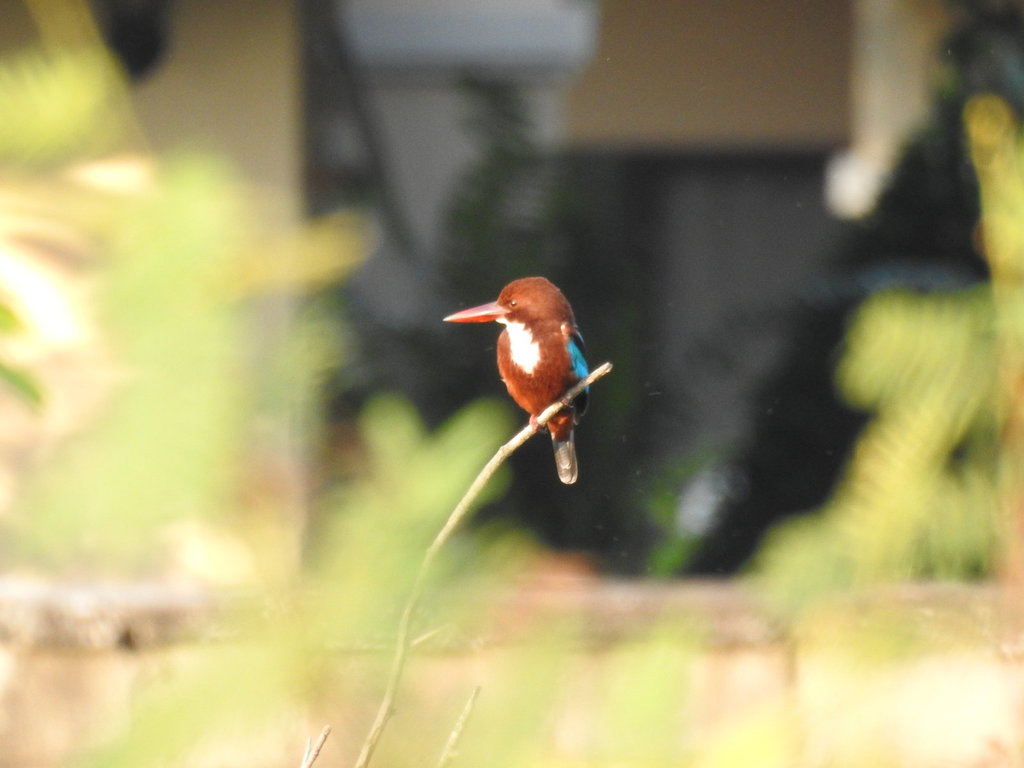 WhiteThroatedKingFisher2.JPG