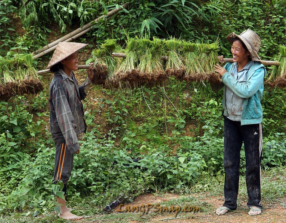 rice-farmers.jpg