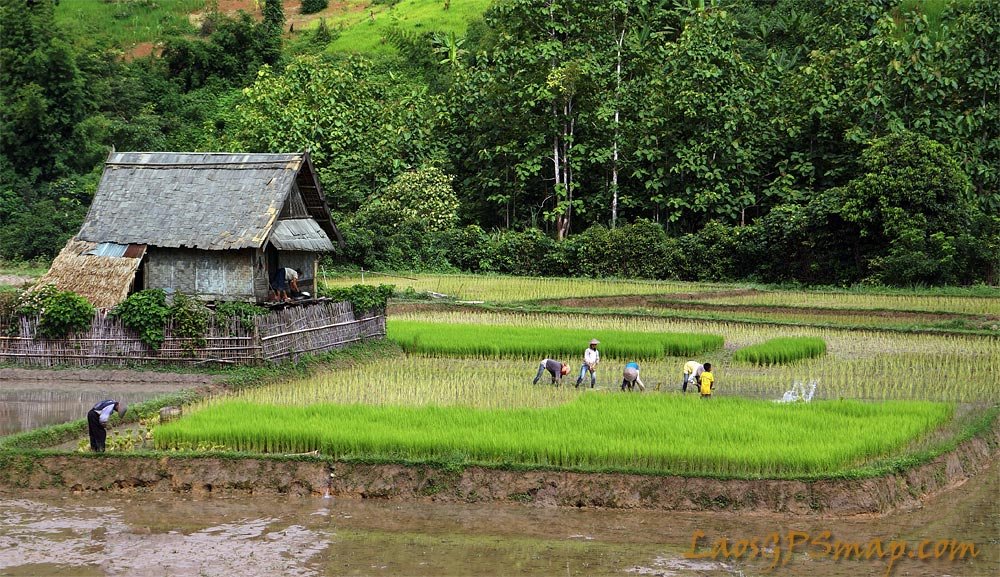 rice-planting.jpg