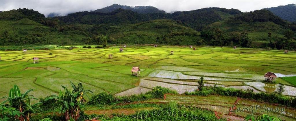 rice-field.jpg rice-field.jpg