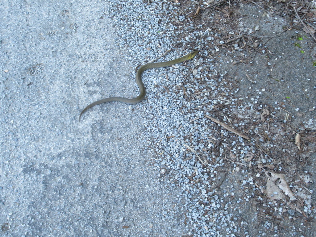 IMG_2847.JPG IMG_2847.JPG