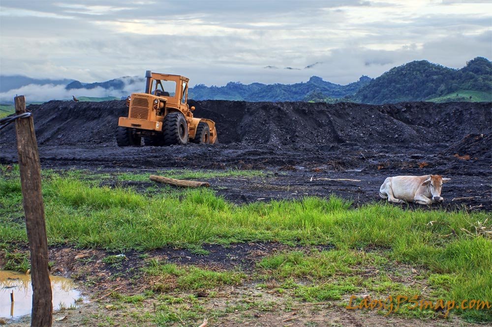 cow-and-coal.jpg