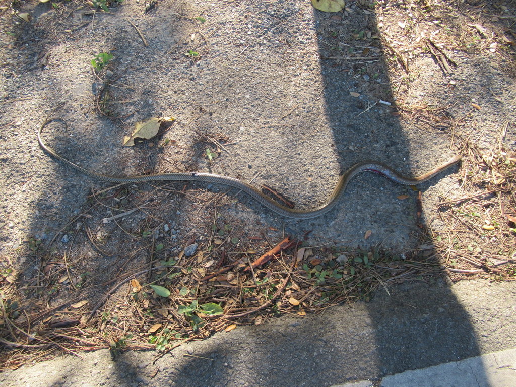 IMG_0290.JPG IMG_0290.JPG