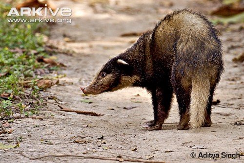 Hog-badger-on-a-track.jpg