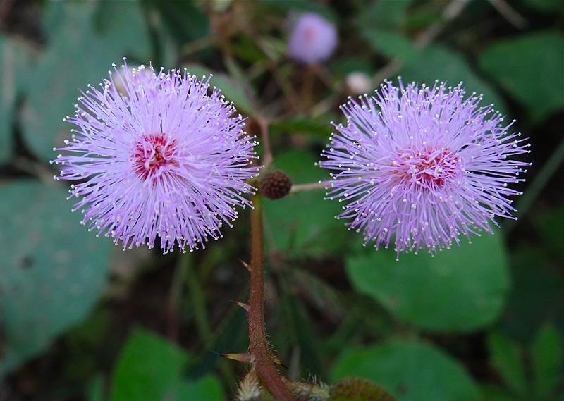 11558d1353985137t-sabaidee-massage-boom-boom-dsc04230.jpg 11558d1353985137t-sabaidee-massage-boom-boom-dsc04230.jpg