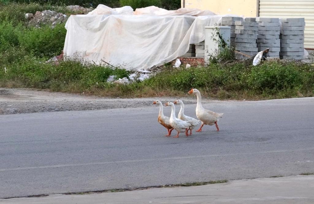 DSC04537.jpg DSC04537.jpg